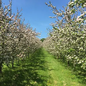 Luxury tent Bowhayes Farm - & Glamping - Bell Tents - Cider Orchard, Venn Ottery